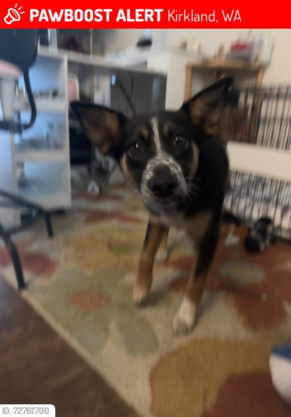 Lost Female Dog last seen juanita high school, Kirkland, WA 98034