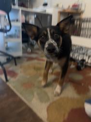 Lost Female Dog last seen juanita high school, Kirkland, WA 98034