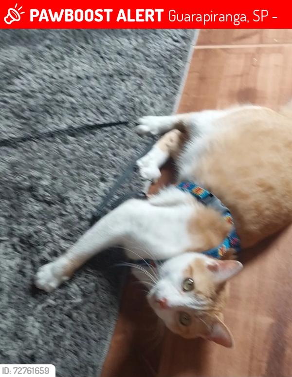 Lost Male Cat last seen Viela , Guarapiranga, SP 04912-100