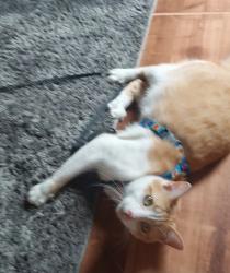Lost Male Cat last seen Viela , Guarapiranga, SP 04912-100