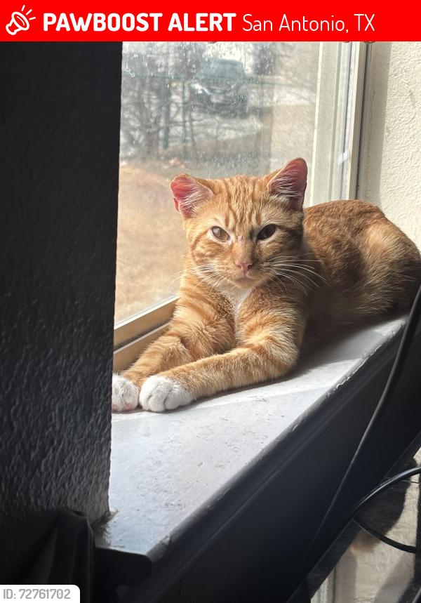 Lost Male Cat last seen Pepper/Longing Trail, San Antonio, TX 78244