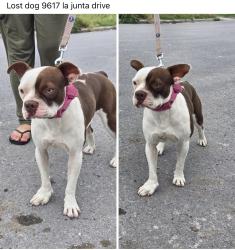 Found/Stray Male Dog last seen Near La Junta Dr, Brownsville, TX 78520