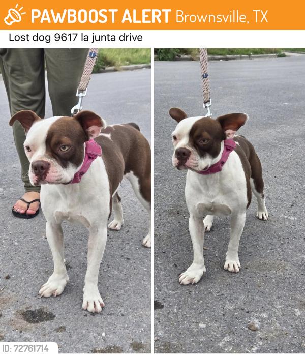 Found/Stray Male Dog last seen Near La Junta Dr, Brownsville, TX 78520