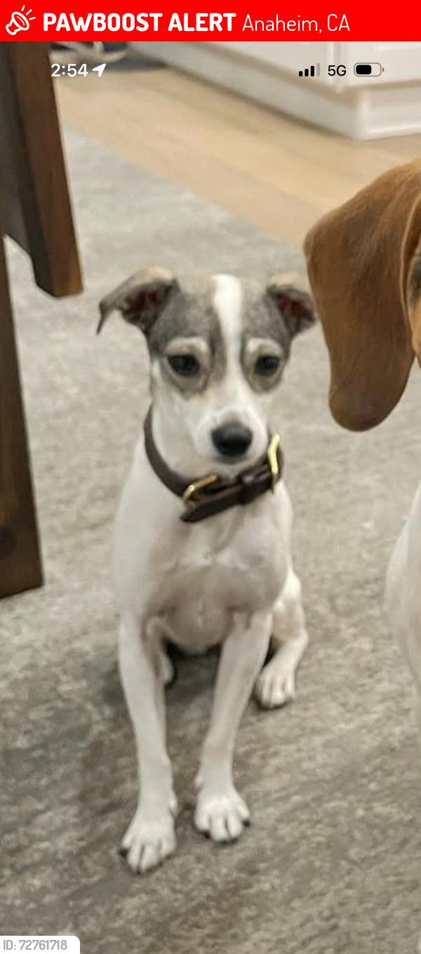 Lost Female Dog last seen Anaheim, Anaheim, CA 92815
