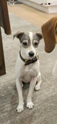Lost Female Dog last seen Anaheim, Anaheim, CA 92815