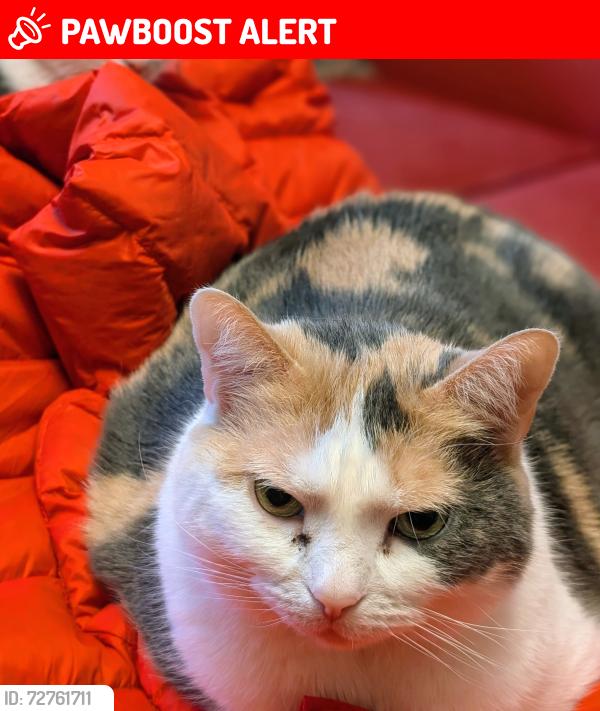 Lost Female Cat last seen Mississauga Rd and burnhamthorpe, Mississauga, ON L5L 2R8