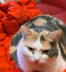 Lost Female Cat last seen Mississauga Rd and burnhamthorpe, Mississauga, ON L5L 2R8