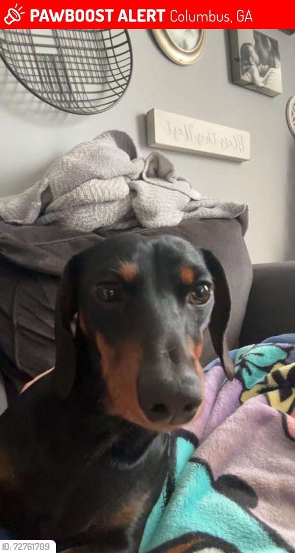 Lost Female Dog last seen Foxfire, Columbus, GA 31909