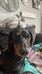 Lost Female Dog last seen Foxfire, Columbus, GA 31909