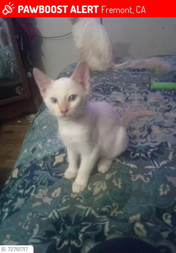 Lost Female Cat last seen Coco palm and Sundale, Fremont, CA 94538