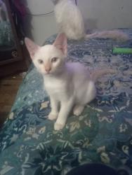 Lost Female Cat last seen Coco palm and Sundale, Fremont, CA 94538