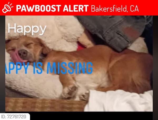 Lost Male Dog last seen Valley plaza, Bakersfield, CA 93309