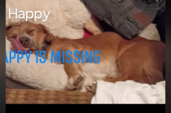 Lost Male Dog last seen Valley plaza, Bakersfield, CA 93309