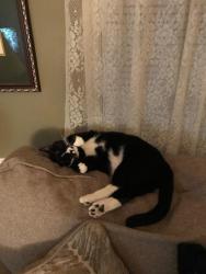 Lost Female Cat last seen Near Annie Laurie Drive, Grovetown, GA  30813, Grovetown, GA 30813