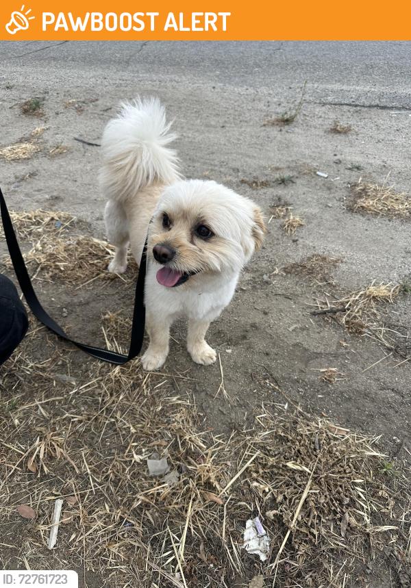 Found/Stray Male Dog last seen Watson Road , Riverside County, CA 92585