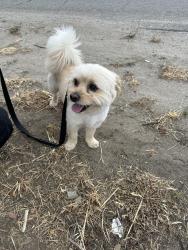 Found/Stray Male Dog last seen Watson Road , Riverside County, CA 92585
