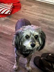 Lost Female Dog last seen  Bradley,menifee, Menifee, CA 92586