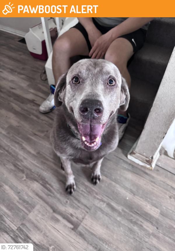 Found/Stray Female Dog last seen Austin bluffs and union, Colorado Springs, CO 80918