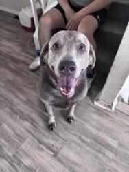 Found/Stray Female Dog last seen Austin bluffs and union, Colorado Springs, CO 80918