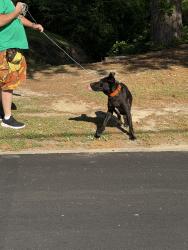 Found/Stray Male Dog last seen Timberlane and Marlowe , Macon, GA 31210