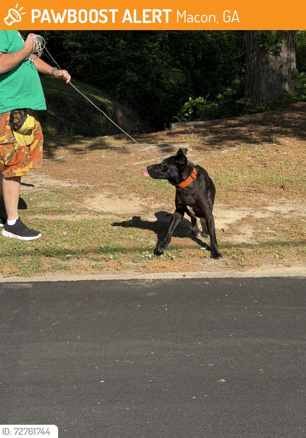Found/Stray Male Dog last seen Timberlane and Marlowe , Macon, GA 31210