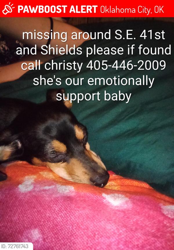 Lost Female Dog last seen S.E. 41st and Shields , Oklahoma City, OK 73129