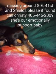 Lost Female Dog last seen S.E. 41st and Shields , Oklahoma City, OK 73129
