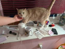Lost Male Cat last seen Merril & Citrus, Fontana, CA 92335