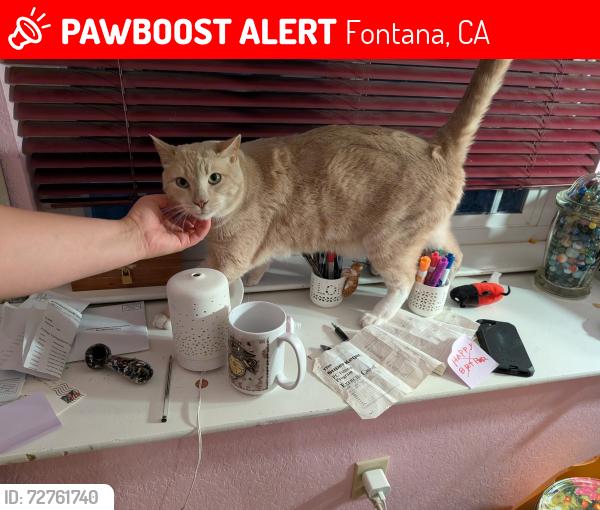 Lost Male Cat last seen Merril & Citrus, Fontana, CA 92335