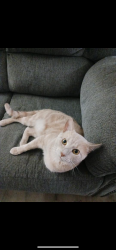 Lost Male Cat last seen Fountain place apmts and trinity lakes apmts, Columbus, OH 43228