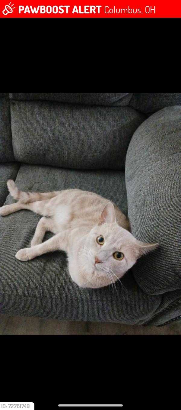 Lost Male Cat last seen Fountain place apmts and trinity lakes apmts, Columbus, OH 43228