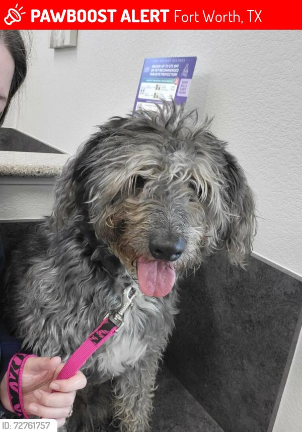 Lost Male Dog last seen Beach street and 820 , Fort Worth, TX 76111