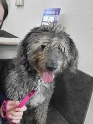 Lost Male Dog last seen Beach street and 820 , Fort Worth, TX 76111