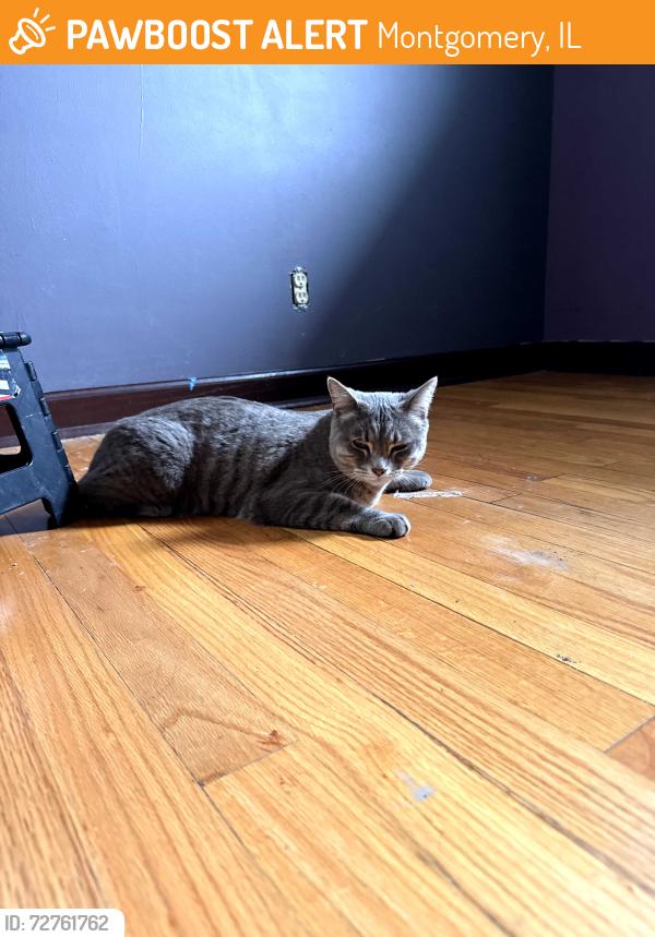 Found/Stray Unknown Cat last seen Montgomery Rd and Broadway Ave , Montgomery, IL 60538