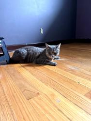 Found/Stray Unknown Cat last seen Montgomery Rd and Broadway Ave , Montgomery, IL 60538