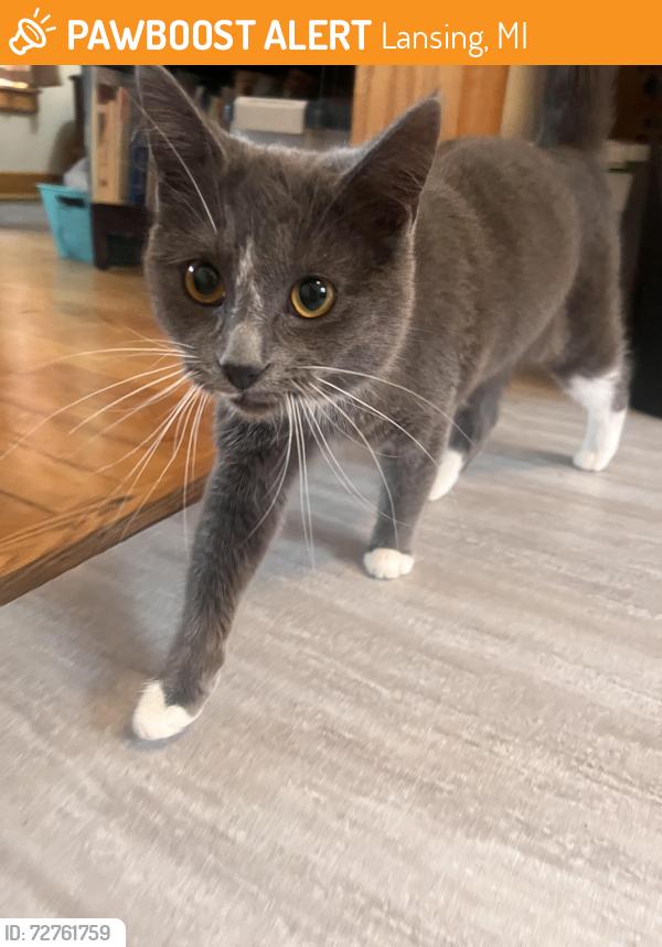 Found/Stray Female Cat last seen MLK and Ottawa, Lansing, MI 48910