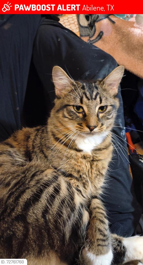 Lost Male Cat last seen Durango and Presidio, Abilene, TX 79605