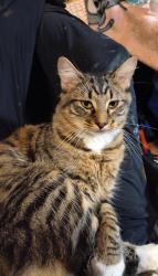 Lost Male Cat last seen Durango and Presidio, Abilene, TX 79605