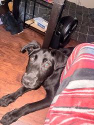 Lost Male Dog last seen Mills tower, Rancho Cordova, CA 95670