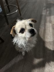 Found/Stray Female Dog last seen London Ave and Victoria, Rancho Cucamonga, CA 91701
