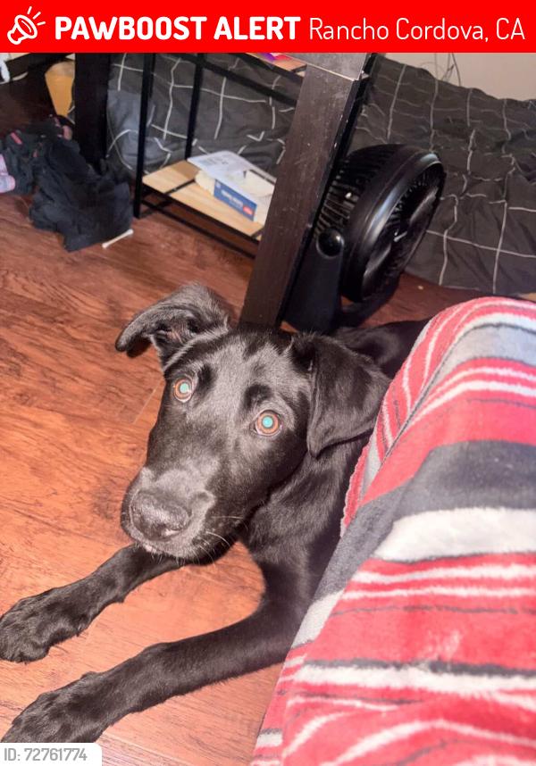 Lost Male Dog last seen Mills tower, Rancho Cordova, CA 95670