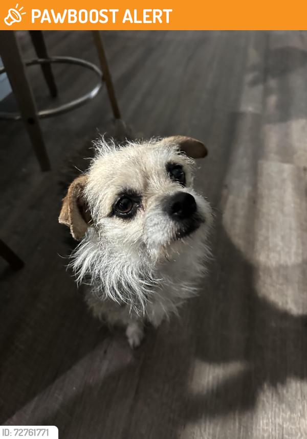 Found/Stray Female Dog last seen London Ave and Victoria, Rancho Cucamonga, CA 91701