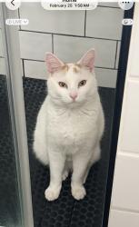 Lost Female Cat last seen Phillips Ave, Vreeland Ave. , South Hackensack, NJ 07606