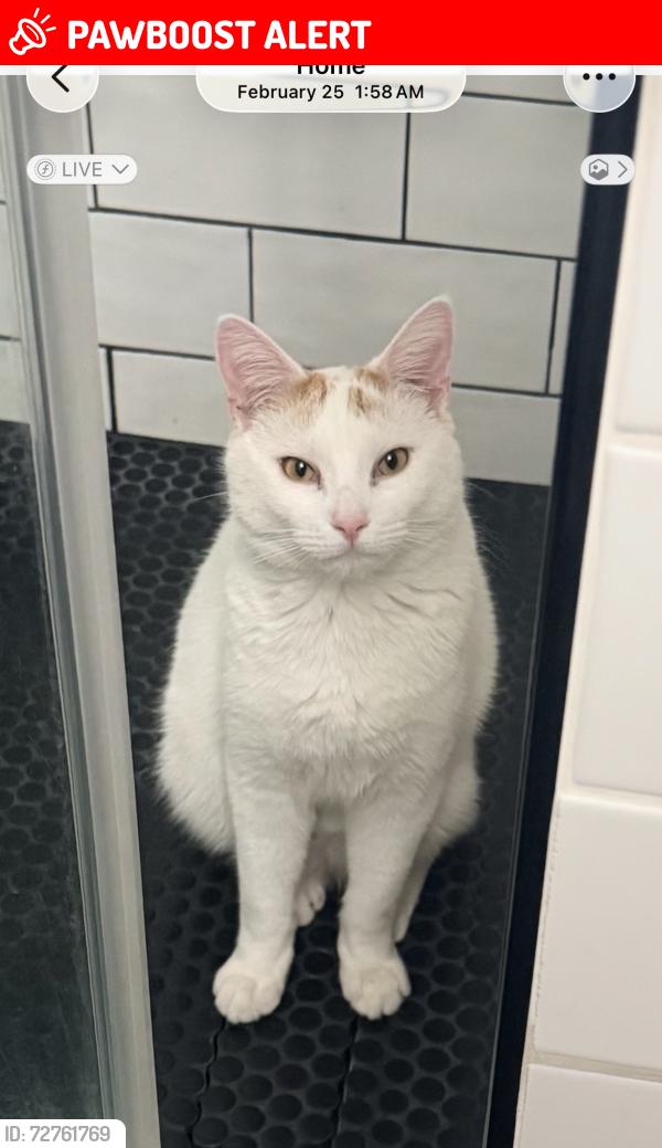 Lost Female Cat last seen Phillips Ave, Vreeland Ave. , South Hackensack, NJ 07606