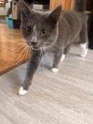 Found/Stray Female Cat last seen MLK and Ottawa, Lansing, MI 48915