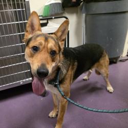 Found/Stray Male Dog last seen Near N Bellflower Blvd, Long Beach, CA 90808, Long Beach, CA 90808