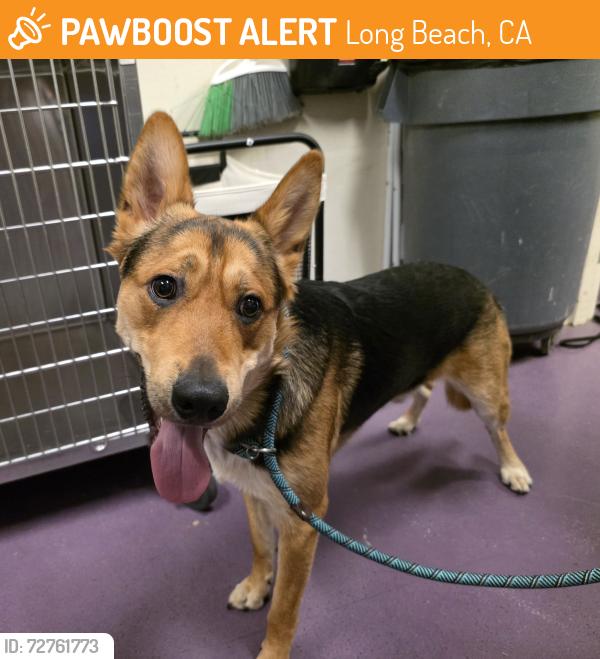 Found/Stray Male Dog last seen Near N Bellflower Blvd, Long Beach, CA 90808, Long Beach, CA 90808