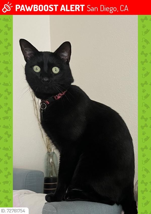 Lost Male Cat last seen Torrey Pines rd, San Diego, CA 92037