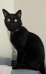 Lost Male Cat last seen Torrey Pines rd, San Diego, CA 92037