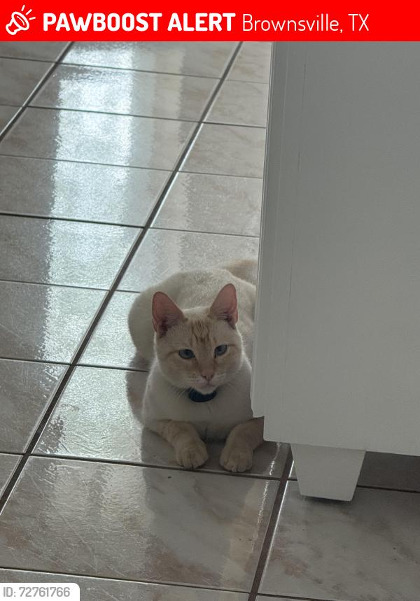 Lost Male Cat last seen Dr. Hugh Emerson & Cavazos Rd., Brownsville, TX 78526